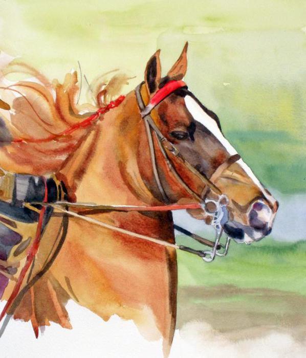 Američki konjanički konj. Povijest pasmine