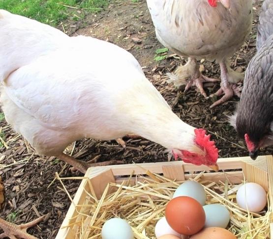 Kako hraniti kokošje kokoši kod kuće i na farmama peradi?