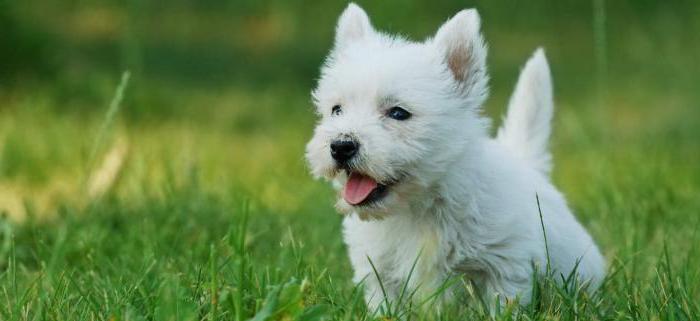 West Highland White Terrier - pas uzgajati od oglašavanja 