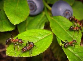 Borba protiv vrtnih mrava čast je svakom vrtlaru