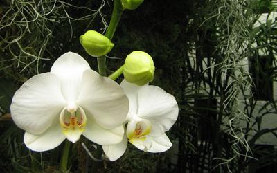 Kako pravilno prati orhideja?