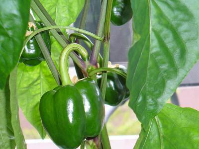 Kako uzgajati paprike u stakleniku i dobiti visok prinos