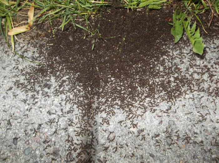 Mravi su se pojavili na mjestu dcha? Od čega se oni boje i treba ih se boriti?