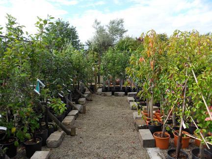 Vrtna tvrtka "Sadko" - vrtić voća i ukrasnog bilja