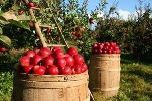 Raznolikost jabuka "melb" - dar jeseni