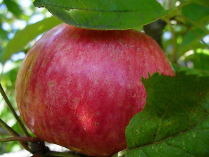 Stablo jabuka 