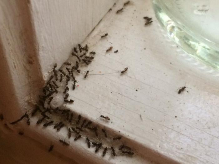 znakovi mrava u kući 