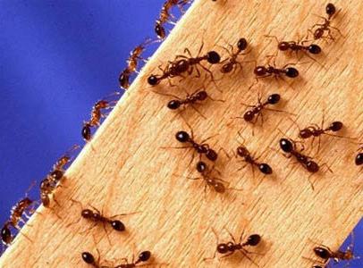 što izgledaju mravi u kući
