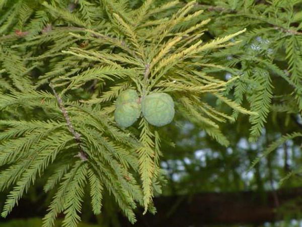Cypress močvara: opis, sadnja i njegu
