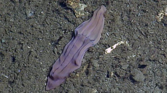 Morska životinja ljubičasta čarapa