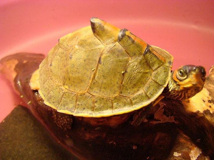 Kornjača kornjača. Struktura kornjačevine