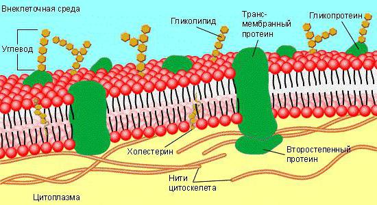 vanjska stanična membrana pruža