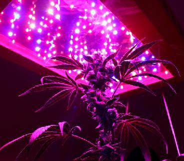 crvene i plave LED diode za biljke 