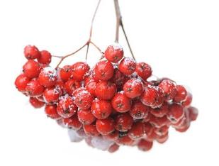 U bolestima će pomoći crveni ashberry: korisna svojstva i kontraindikacije